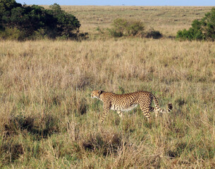 African Cheetah (Acinonyx jubatus) in the grass