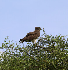 Black-chested snake eagle on a tree  (Circaetus pectoralis)