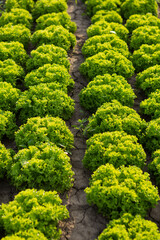 green frise lettuce growing on farmland, close-up, vertical layout
