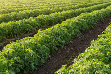many rows of green tomato plants, on agricultural land, in backlit sunlight