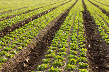 Fototapeta na wymiar growing lettuce in the field, outdoors, many rows of green plants, selective focus