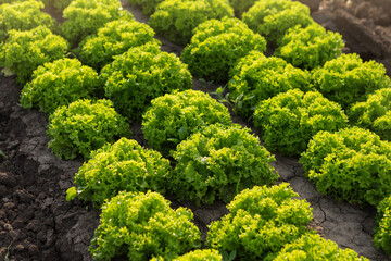 green lettuce frise or frillis growing on farmland, close-up, in bright sunlight