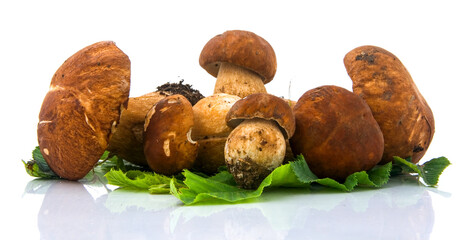 brown mushroom