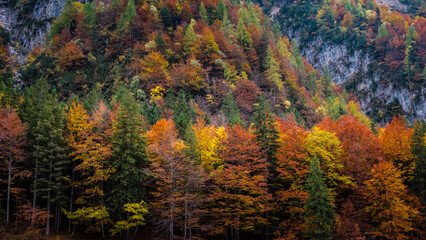 Fototapeta premium Herbstfarben in den Dolomiten Campanile di val montanaia Berge