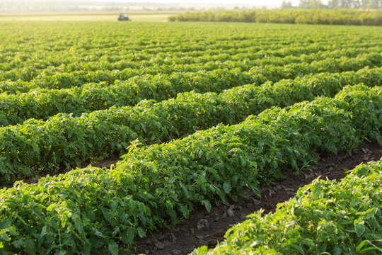 farmland with green tomato plants growing in rows, tractor in the background, landscape