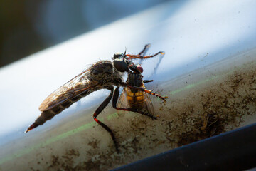 Neoitamus cyanurus, the common awl robberfly, is a species of robber fly belonging to the family Asilidae.