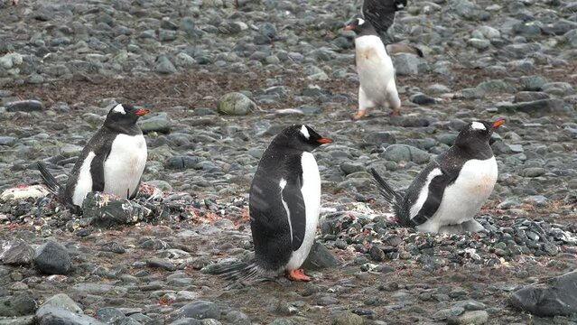 Penguins in Antarctica. There are a lot of penguins resting on the gravel mounds. Penguins on rocks at Hope Bay. Antarctic Peninsula.