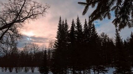 sunset in the forest
