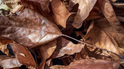 Fototapeta na wymiar leaves on the ground
