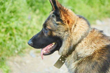The head of a German Shepherd dog with a collar. Pets are human helpers in guarding the house and grazing sheep.