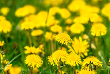 Spring natural background with dandelion flowers in grass