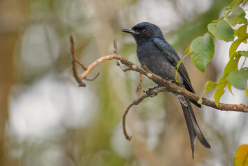 White-bellied Drongo - Dicrurus caerulescens, beautiful black perching bird from Asian bushes and woodlands, Sri Lanka.