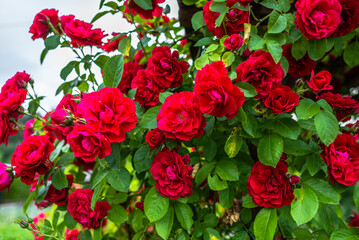 Beautiful red roses in the garden. Valendines day background.