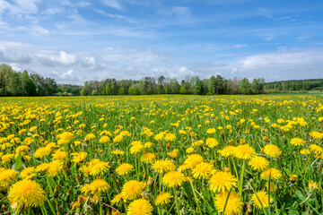 Dandelion field. Spring flowers landscape.