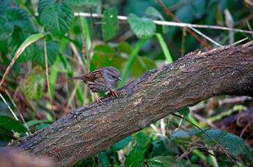 Naklejka na ściany i meble Dunnock searching for food in the woods 