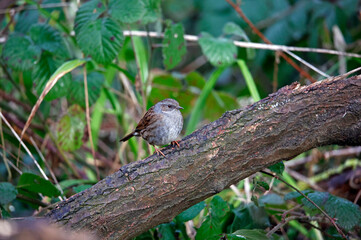 Naklejka na ściany i meble Dunnock searching for food in the woods 
