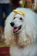 A poodle dog performing in a circus. A bow on the head.