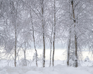 Fototapeta na wymiar Hohes Venn hautes Fagnes nebel sonnenaufgang schnee winter