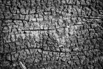 Old wood background.