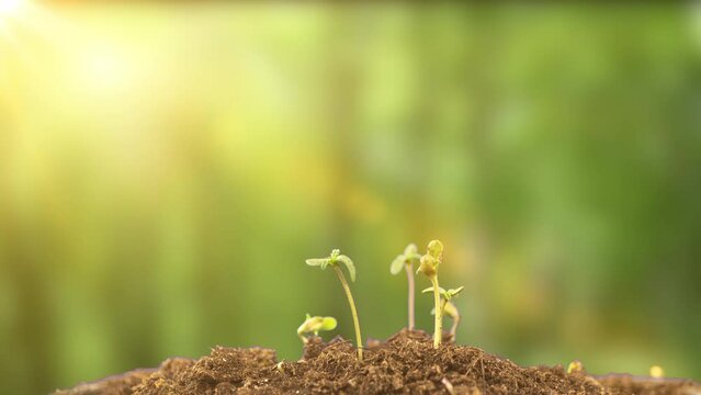 Cannabis reaches for the sun, young cannabis sprouts, time lapse, 4k.
