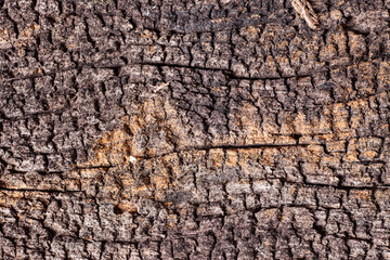 Texture old wood background.