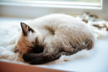 Siam kitten sleeps curled up on the window