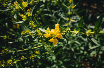 Yellow flowers