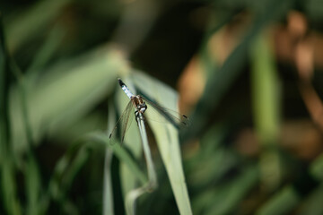 dragonfly on a leaf of reed. green background.