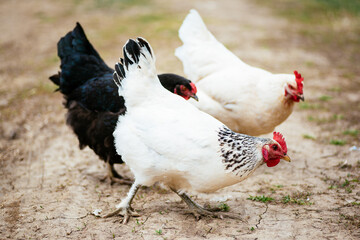 poultry farming during covid times. white and black chickens.