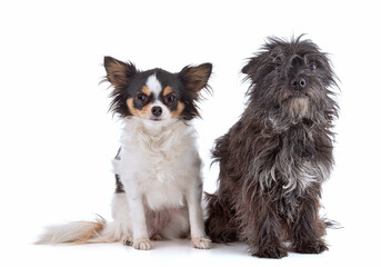 Portraits of a Cairn terrier dog and a chihuhua