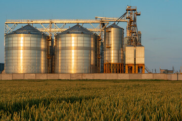 Next to a wheat agricultural field installed silver silos on agro manufacturing plant for processing drying cleaning and storage of agricultural products, flour, cereals and grain. Granary elevator