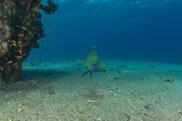 Fish swim in the Red Sea, colorful fish, Eilat Israel
