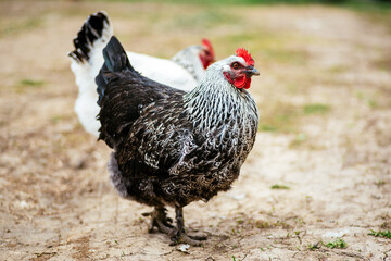 poultry farming during covid times. white and black chickens.