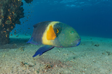 Fish swim in the Red Sea, colorful fish, Eilat Israel
