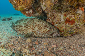 Fish swim in the Red Sea, colorful fish, Eilat Israel
