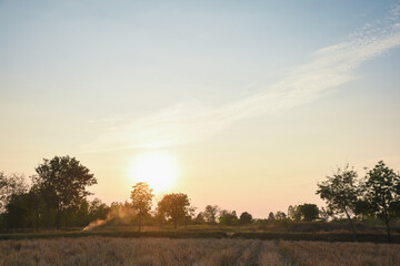 Fototapeta na wymiar rice field at sunset and sky