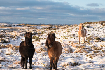 Islandpferde bei Vogar an der Küste der Halbinsel Reykjanes