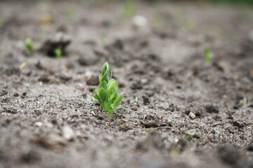 Spring green seedlings in the soil
