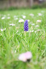Blue flower in the spring