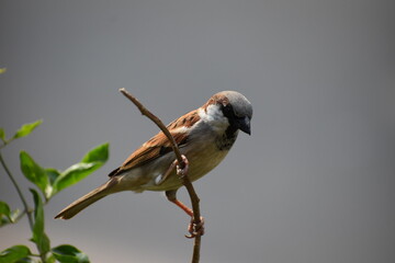 sparrow with nature is a perfect combo