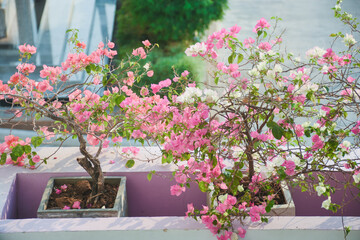 Bougainvillea blooms on the balcony of the building.