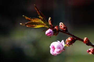 Sakura blossom in the spring