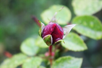 Red rose bud