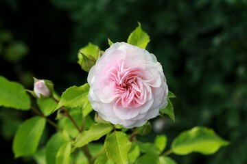 Pink rose in the garden