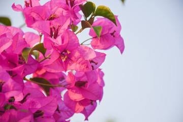 bougainvillea blooming in the background - obrazy, fototapety, plakaty