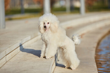 A white poodle puppy, a high-class thoroughbred dog.