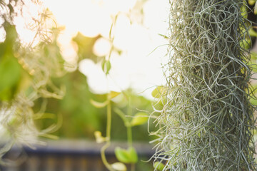 Tillandsia usneoides and beautiful evening sunlight.