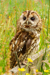Portrait of a Tawny Owl perched on a fence in colourful buttercup and wildflower meadow in summertime. Facing left.  Close up.  Scientific name: Strix Aluco.  Vertical.  Space for copy