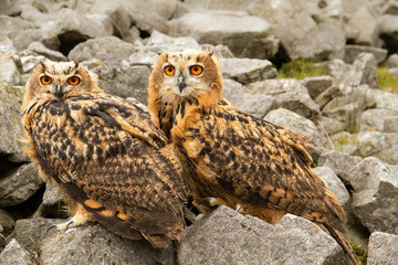 Two young, very large and powerful Eurasian Eagle Owls with bright orange eyes, facing forward in natural rocky outcrop.  Scientific name: Bubo Bubo.  Close up.  Horizontal. Copy space.