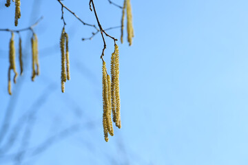 Hanging male catkins on a flowering common hazel shrub (Corylus avellana) against a blue sky in...